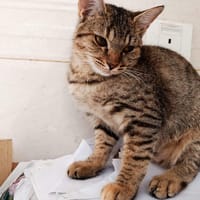 SALLY, chatte à adopter
