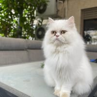 CESAR, chat à adopter