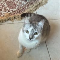 MOON, chat à adopter