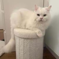 DABOO, chat à adopter