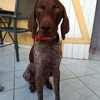 KIARA La belle Setter chocolat, chienne à adopter