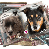 Rick & Laïka, chienne à adopter