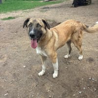 Phoenix, chien à adopter