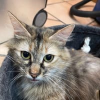 EMMA, chatte à adopter