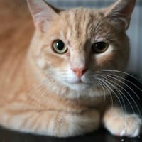 bettr, chat à adopter