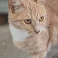 bijou, chatte à adopter