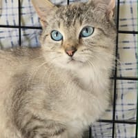 bast, chat à adopter