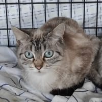 alma, chatte à adopter