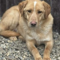 Nougat, chien à adopter