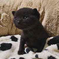 BAGHERA, chatte à adopter