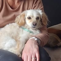 CHARLIE, chien à adopter