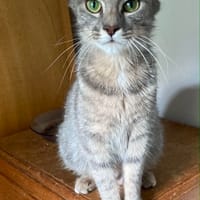 Clemence, chatte à adopter