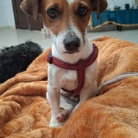 Nala, chienne à adopter