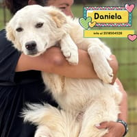 Daniela, cane femmina da adottare