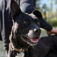Lara- Treue Seele, Hündin zur Adoption