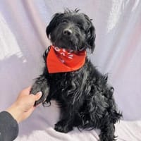 Bozont -Sanfter Schatz, Hund zur Adoption