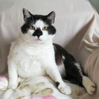 Gemütlicher Perlino sucht Zuhause, Kater zur Adoption