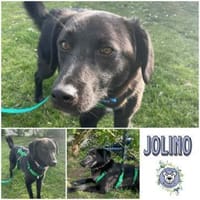 JOLINO * feiner Bub sucht Anschluss, Hund zur Adoption