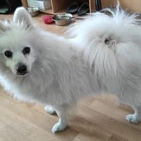 RoniDer Hund, auf den du gewartet hast, Hund zur Adoption