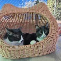 Liebes Katzenpaar Quica & Quico, Kater zur Adoption