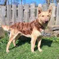 Tom in der Tierherberge Donzdorf, Hund zur Adoption