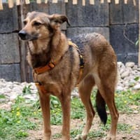 LOKI 💔 verliert alles..., Hündin zur Adoption