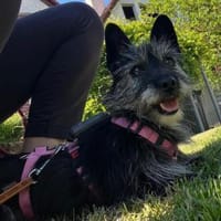 Fröhliche Terrier-Mix-Hündin Finja sucht, Hündin zur Adoption