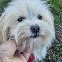Minikleine Anni sucht ihre Familie, Hündin zur Adoption