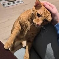 Gunnar, Kater zur Adoption