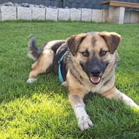 Queenie - eine kluge Entdeckerin, Hündin zur Adoption