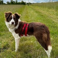 Border Collie Faye wartet in Deutschland, Hündin zur Adoption