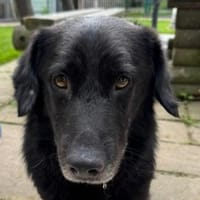 MICHEL-zuckersüßer,lieberMischlings-Rüde, Hund zur Adoption