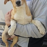 Sanela, 4 Monate, sucht Anschluss, Hündin zur Adoption