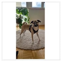 Darcy sucht ein Zuhause, Hund zur Adoption