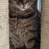 Hanno, ein Kater zum Verlieben, Kater zur Adoption