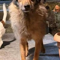 Candy, wie der Name sagt, zuckersüß, Hündin zur Adoption