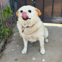 Omchen TABEA auf Familiensuche !, Hündin zur Adoption