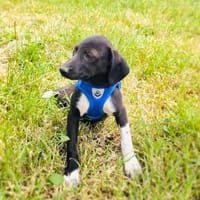 Rita ein Labbymix Mädchen, Hündin zur Adoption