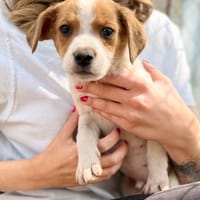 Chester-Kleiner Schatz, Hund zur Adoption