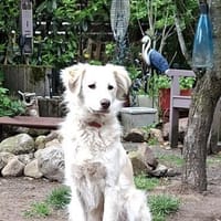 Freundlicher aufgeschlossener Youri, Hund zur Adoption