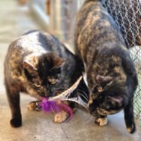 Verspielte, junge Katzen Tulip & Rose, Katze zur Adoption
