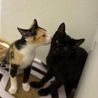Anhängliche Geschwister Daniela & Dingo, Kater zur Adoption