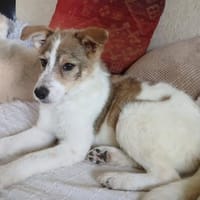 Kleine Delia🌺 sucht liebevolles Heim, Hündin zur Adoption