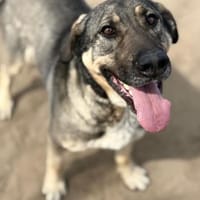 Simon (Strolch- Lebensfroher Herzenshund, Hund zur Adoption