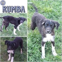 RUMBA -Rundum tolles Hundekind-, Hündin zur Adoption