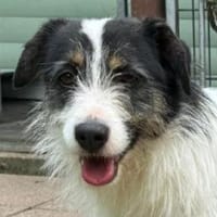 FLORENCE-bezaubernde,hübsche Hündin, Hündin zur Adoption