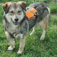 Ody von kettenlos, Hund zur Adoption