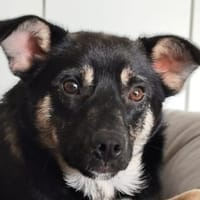 PICO-charmanter,hübscher Jung-Rüde, Hund zur Adoption