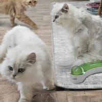 HANSI&NANNI - Zwei kleine Seelen!, Kater zur Adoption