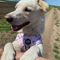 Bildhübsche SUNNY auf Familiensuche !, Hündin zur Adoption